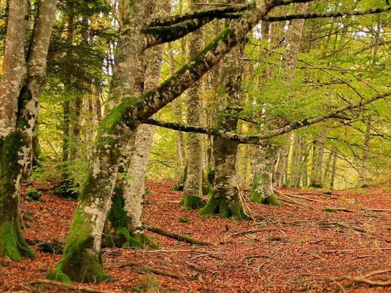 Selva de Irati, y cómo explorar el otoño