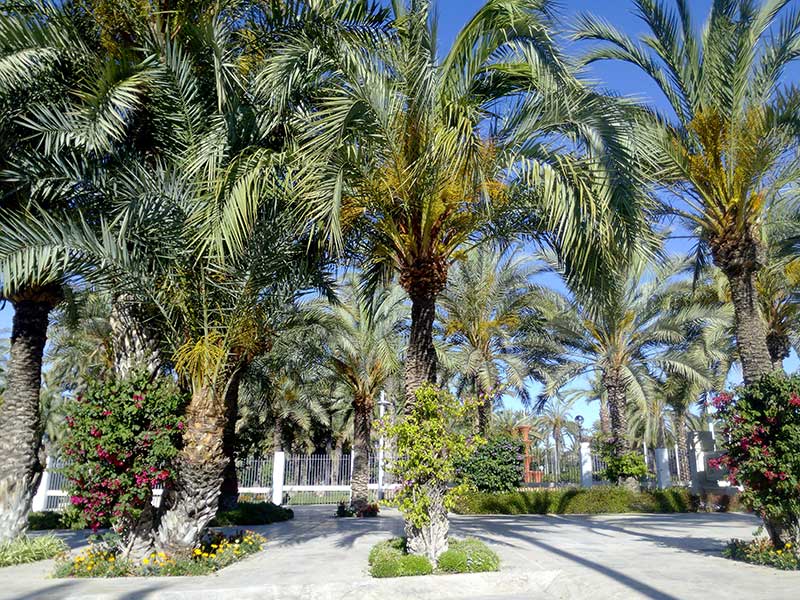 El palmeral de Elche, Alicante / Foto: manolimi (pixabay)