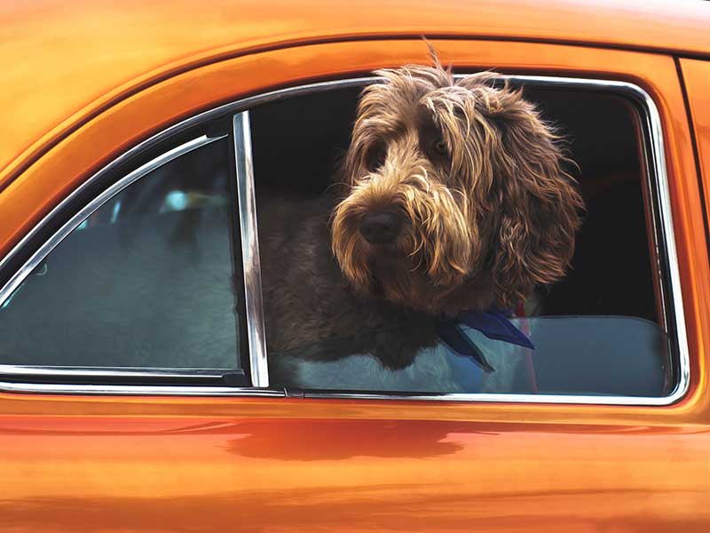 Accesorios de viajes con mascota / Foto: Tim Mossholder (unsplash)
