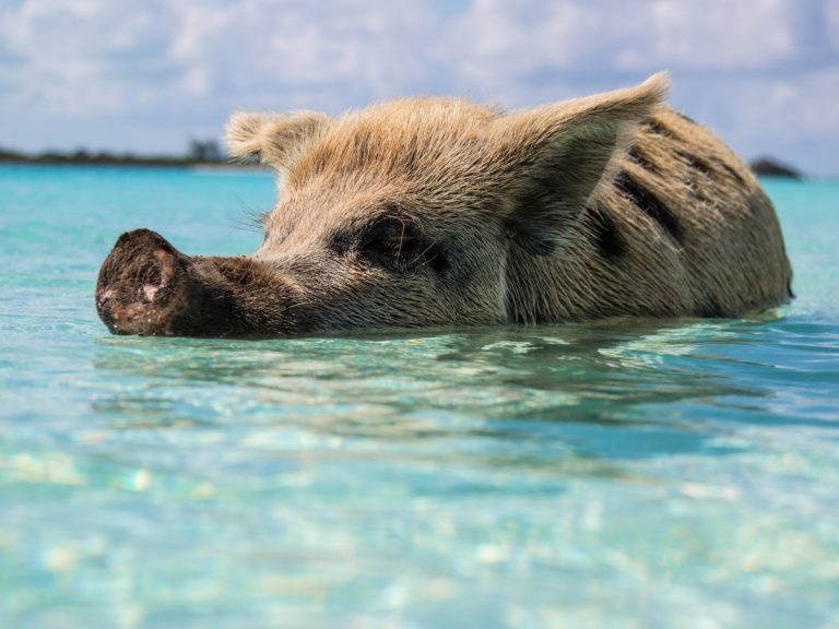 Isla de los cerdos en Bahamas
